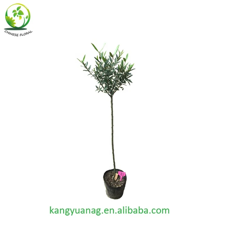 
European Olive seedling fruit trees plants 