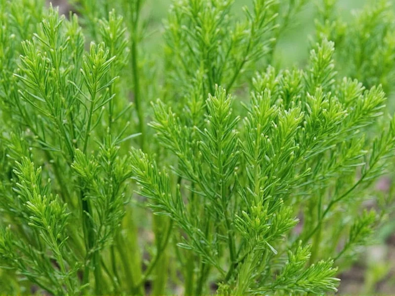 How Much Is a Dill Sprig? Exact Measurements & Substitutions