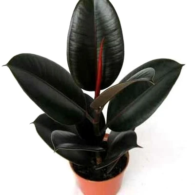 
All kinds of Ficus elastica live rubber tree 