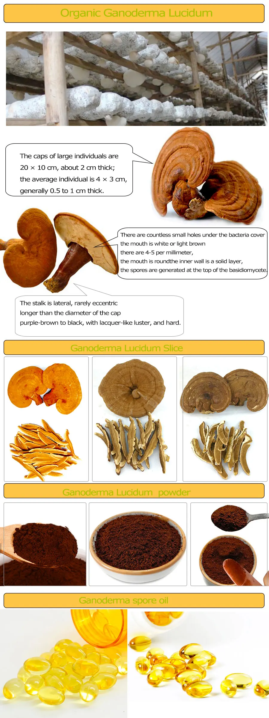 ganoderma-description.jpg