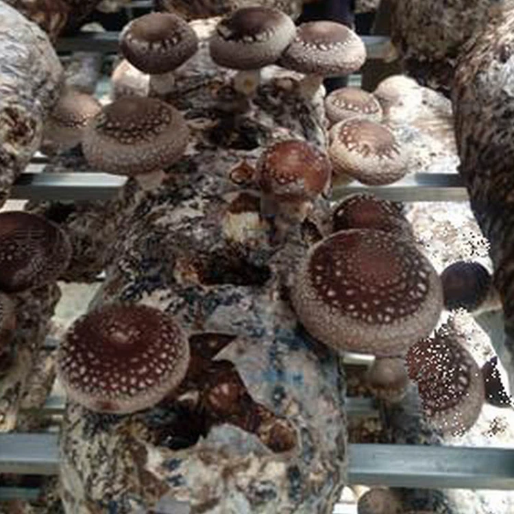 
Whole Champignon Mushrooms Seeds For Sale 