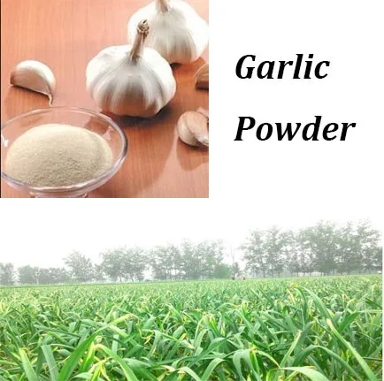 
manufacture air dried style garlic powder garlic extract for buyer 