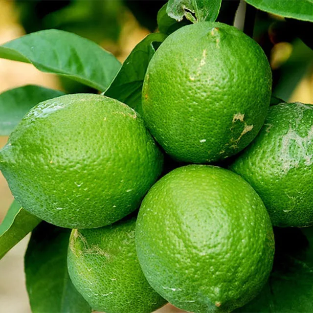 
Orange OEM Style Fresh Green Lemon with competitive price 