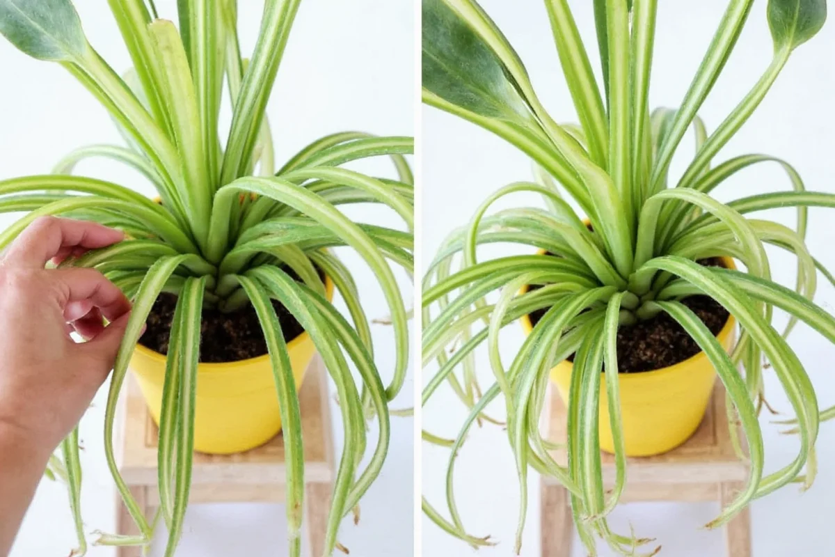 how to prune a spider plant