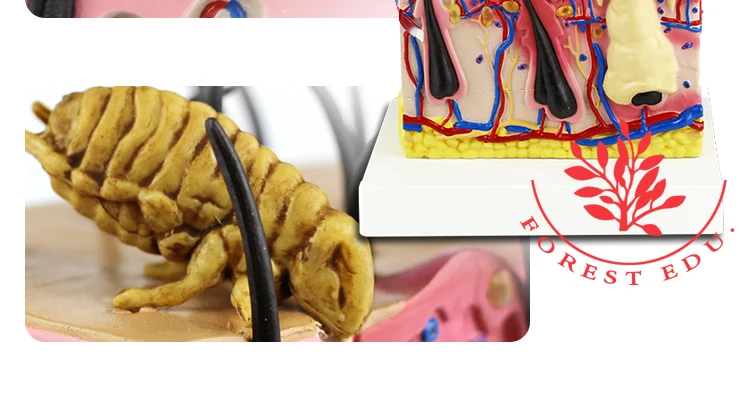 10  Dog Skin Model.jpg