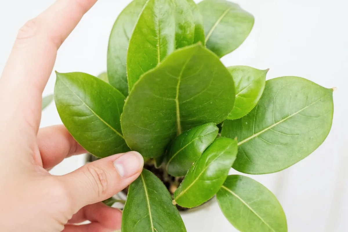 how to propagate pothos plant
