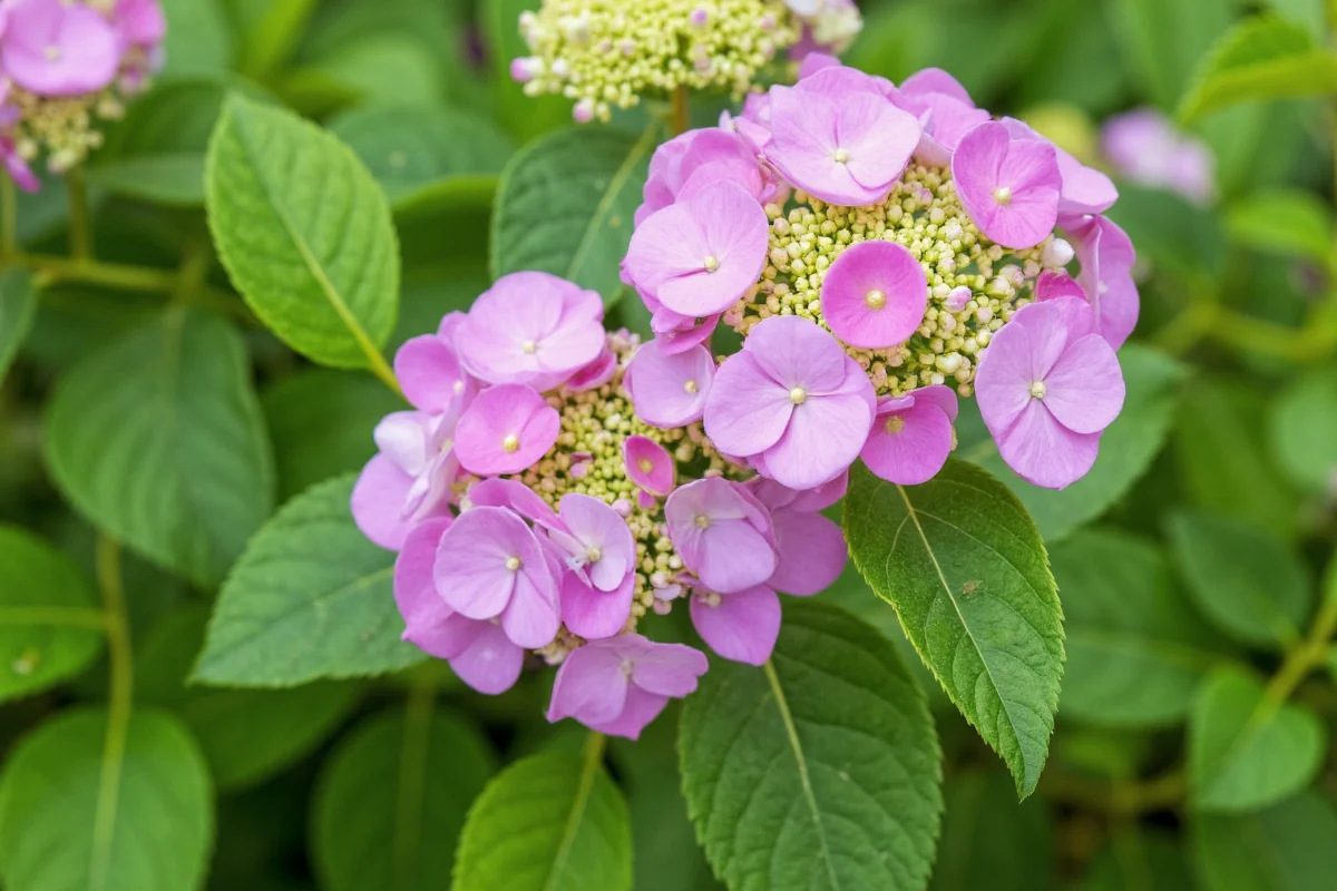 how to care for a hydrangea plant outdoors