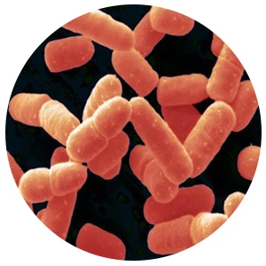 Lactobacillus salivarius.jpg