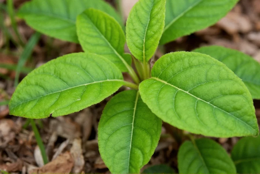 Wild ginger plant showing heart-shaped leaves and ground-level flower