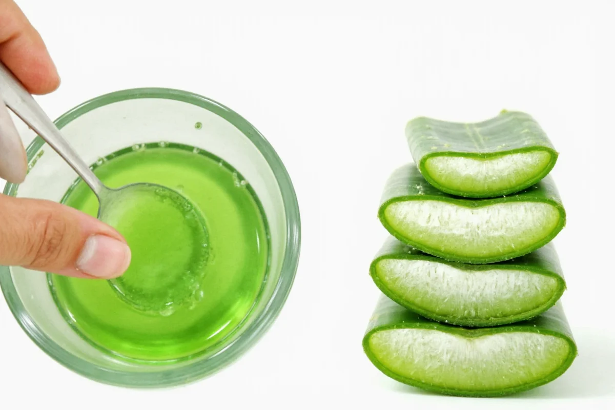 how to extract aloe vera gel from plant