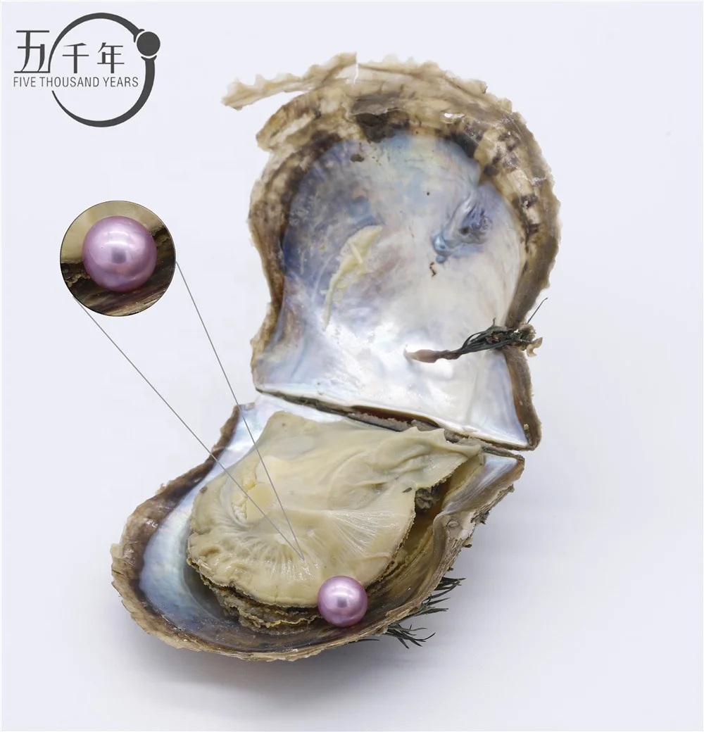 

Wholesale 6-7mm colorful AAAA+ grade freshwater round pearl akoya oyster love wish Cultured saltwater oyster in Vacuum-Packed