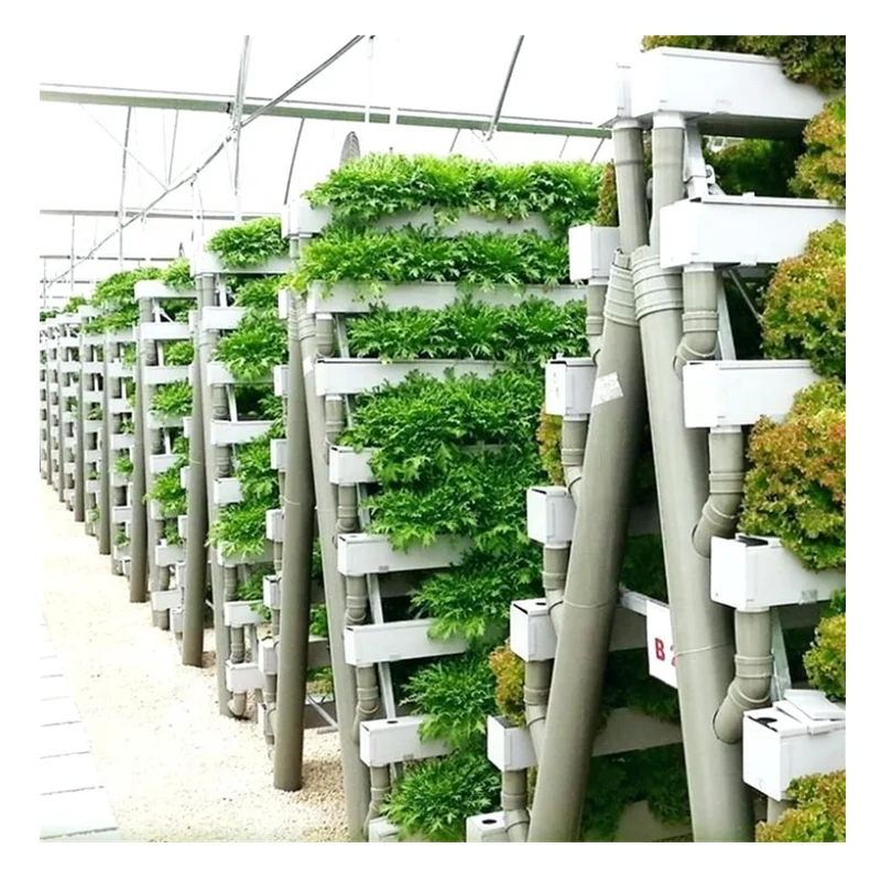 How long to grow lettuce in aquaponics Gaston County's Webb Street School creates programs to teach students job skills