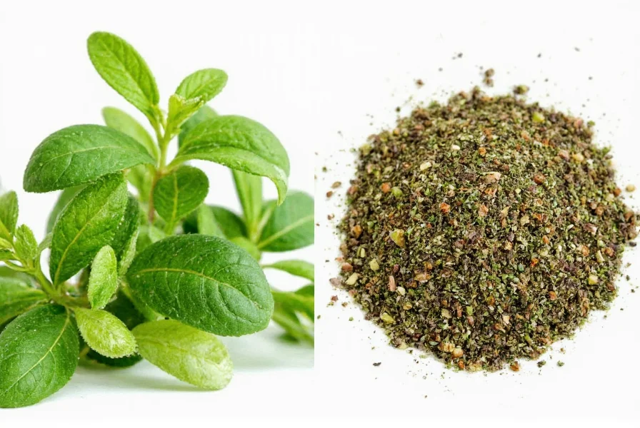 Oregano vs Mexican Oregano comparison