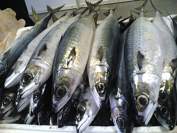 frozen mackerel 20