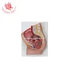 Professional recommendations biological Middle 2 Part Female Pelvis Model
