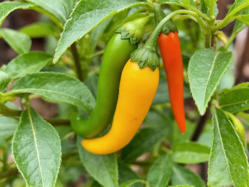 Costeño Chile: Why the Term Isn't Used in Chilean Spanish