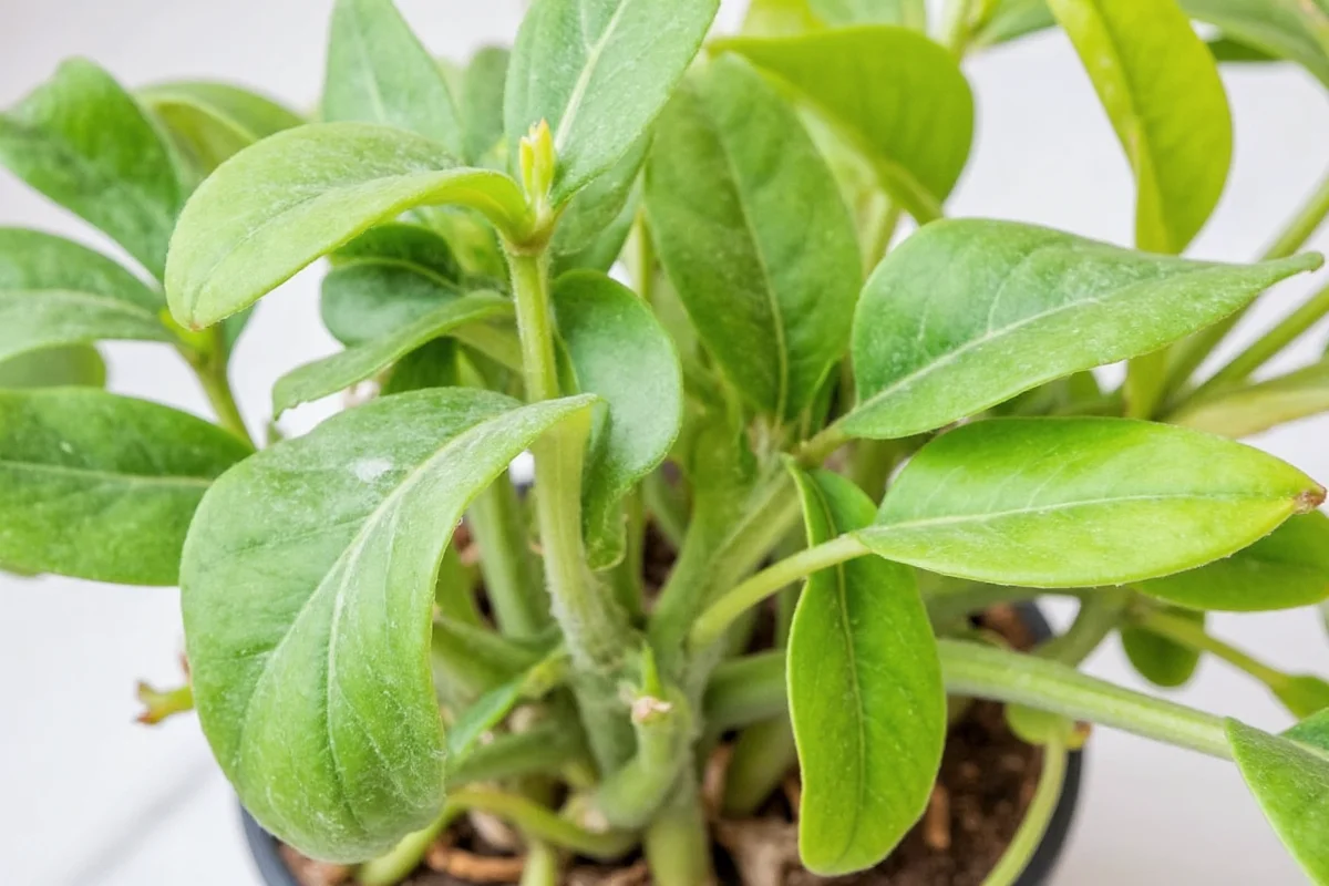 how to care for a calathea plant