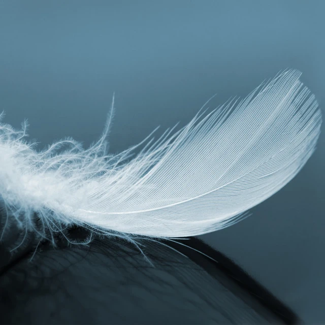 wholesale price washed nature 2-4cm white duck feather down