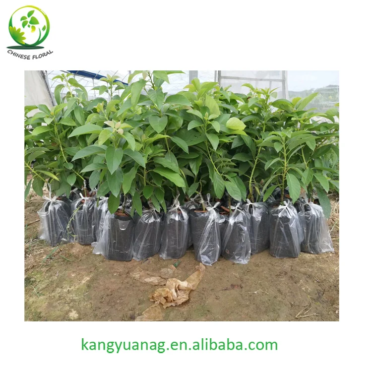 
Avocado Seedling Grafted Fruit Tree Hass variety 
