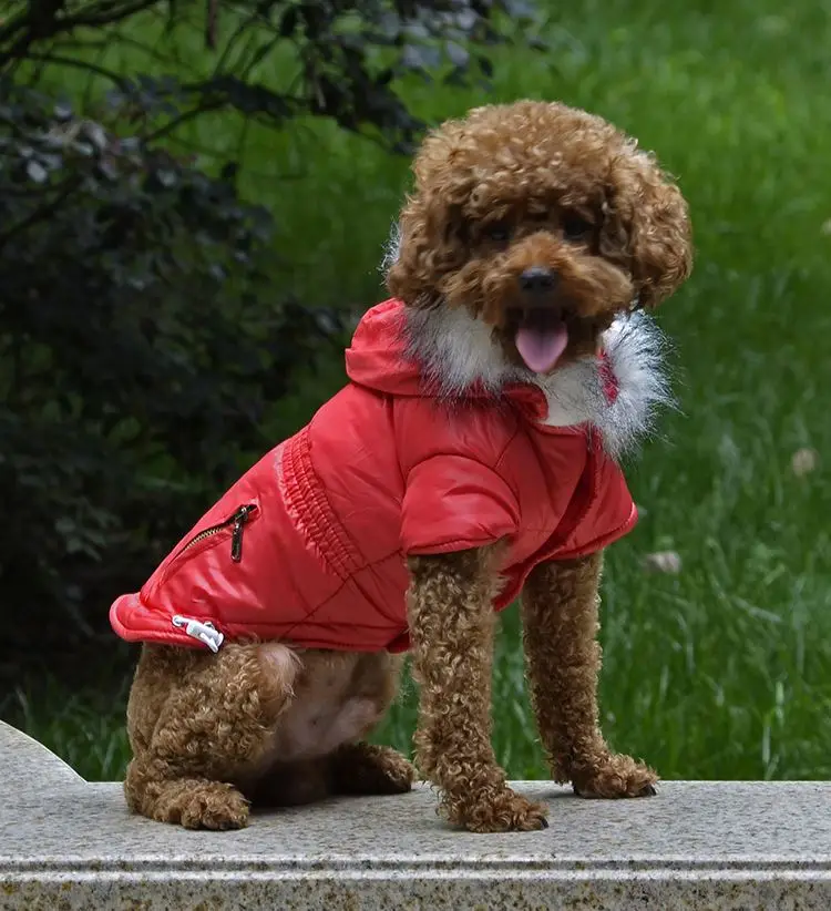 

Pet Luxury Apparel Dog Hoodie Coat Pet, As picture