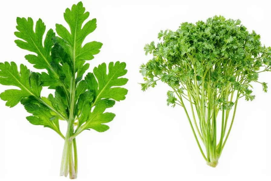 Cilantro plant showing leaves, flowers, and seeds on the same stem