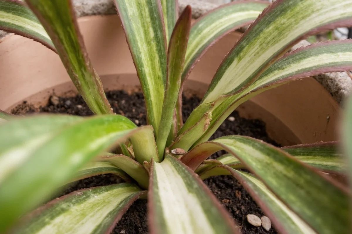how to reroot a snake plant