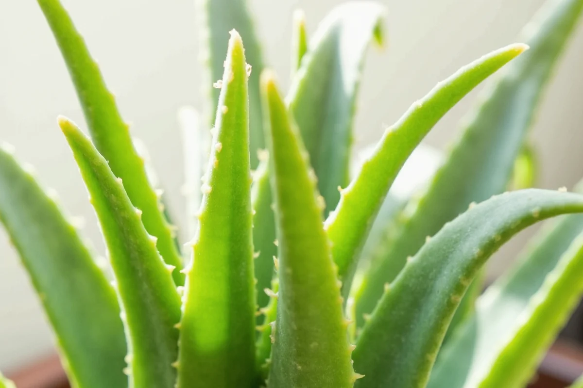how to keep aloe vera plant alive