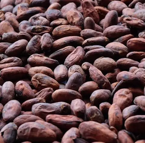 
Organic Trinitario Cacao/Cocoa Beans 