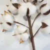 Wholesale Natural Flowers Indoor Decoration Dried Cotton Stems by factory