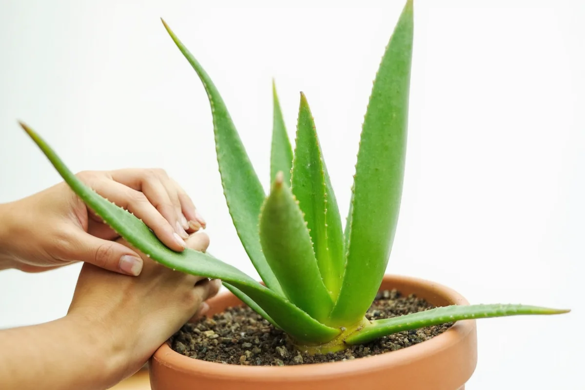 how to divide aloe vera plant