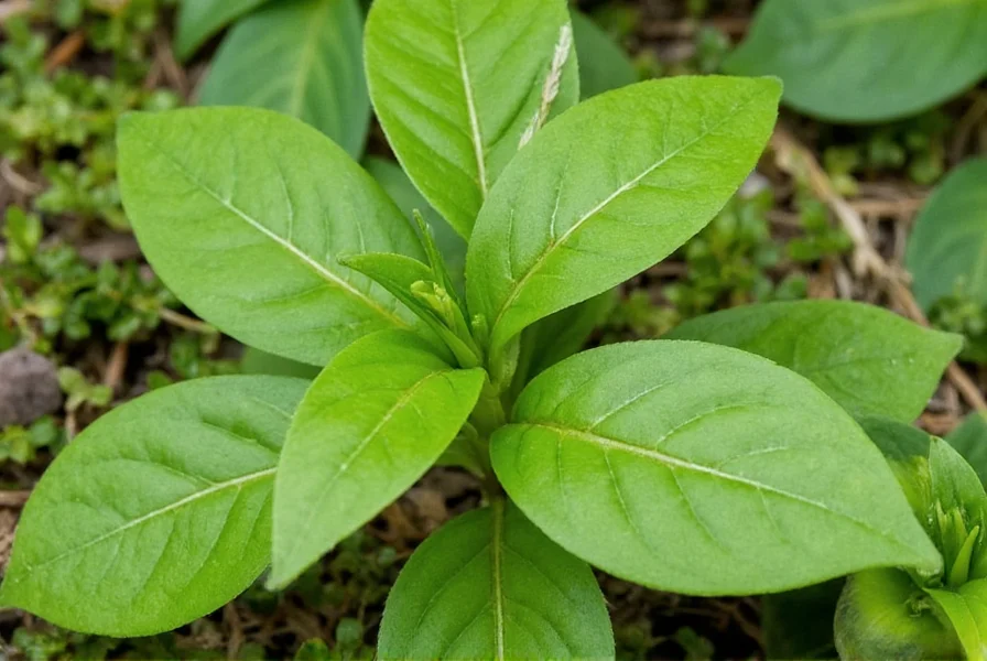 Wild ginger Jamison showing distinctive large heart-shaped leaves in woodland setting