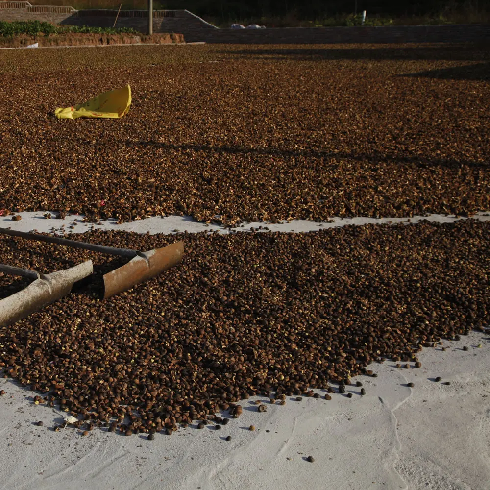 
100% Pure Cold Pressed Edible Camellia Oil Camellia Japonica Seed Oil For Whitening Soap 