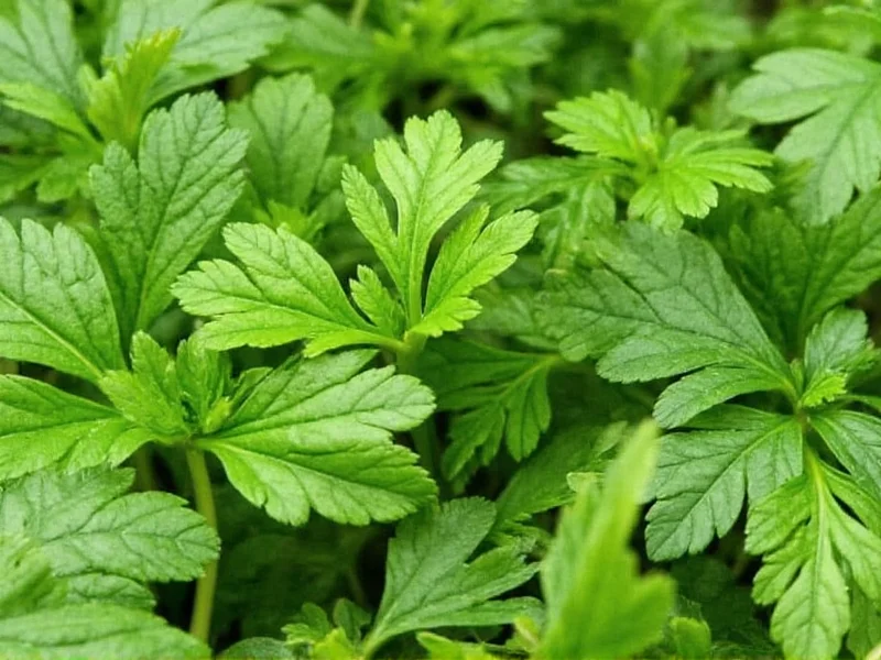 Best Parsley Substitutes: 6 Practical Alternatives for Cooking