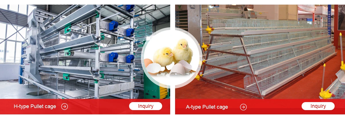 Zhengzhou Livi Machinery Manufacturing Co Ltd Chicken Cages Pullet Cage