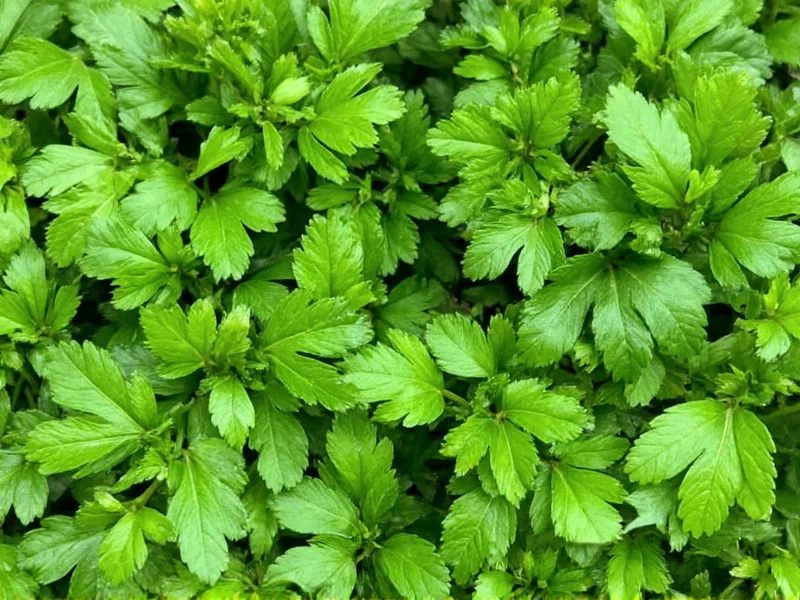Italian Parsley vs Cilantro: Key Differences Explained