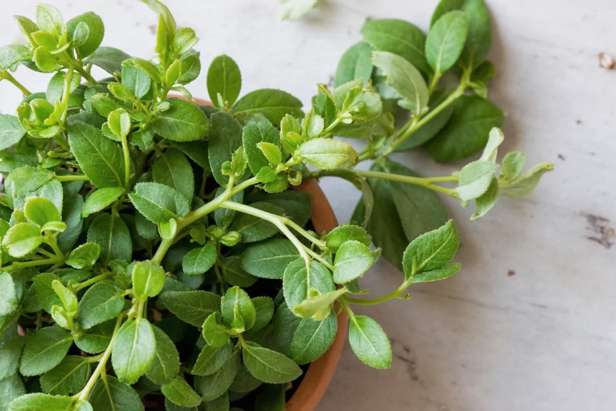 flowering bulbs that thrive under trees