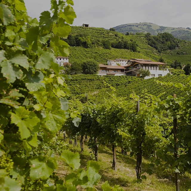 
Valdobbiadene Prosecco Brut Settegrammi - DOCG Superior Italian wine - white sparkling brut wine 