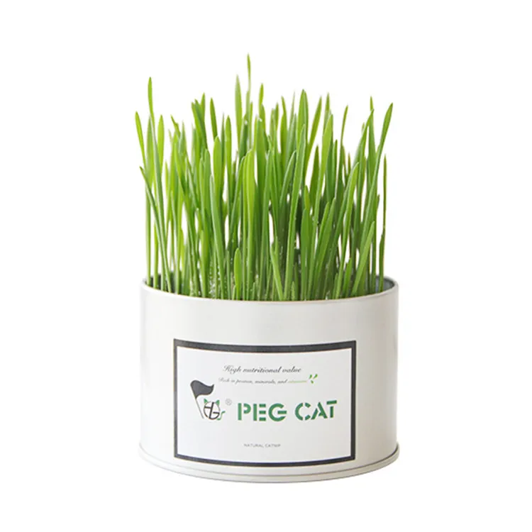 

Wholesale Vitamin Supplement Nutritious Fresher Cat Grass