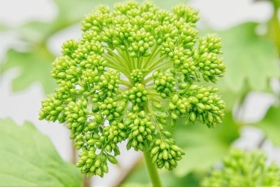 Celery Seed Benefits: Science-Backed Health Advantages