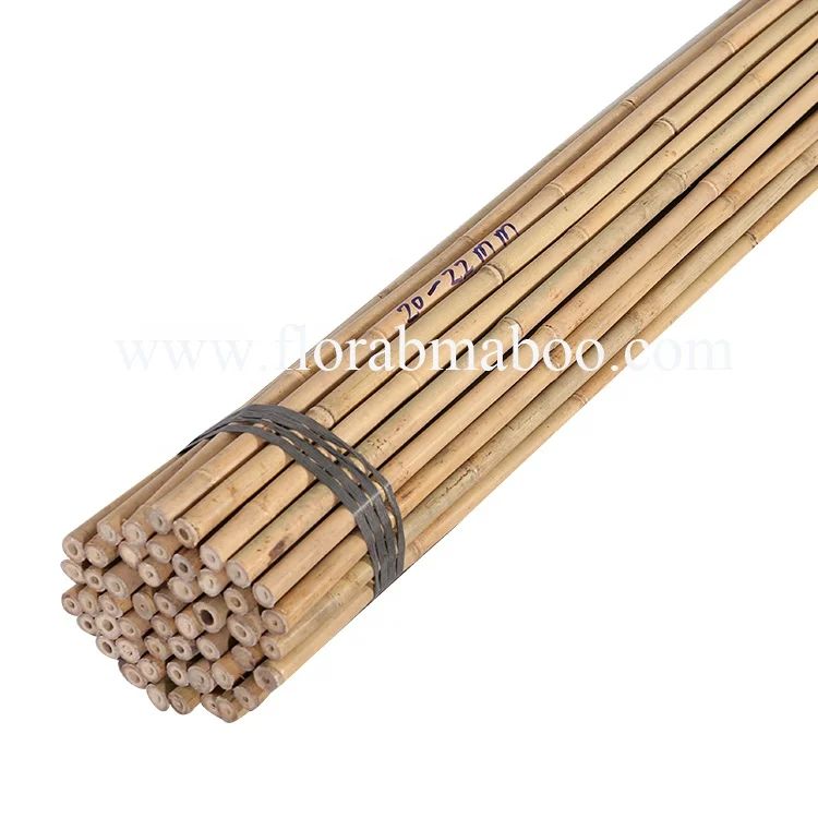 
Tonkin Cane Bamboo 240cm Dia.20-22mm for Tree Guards 