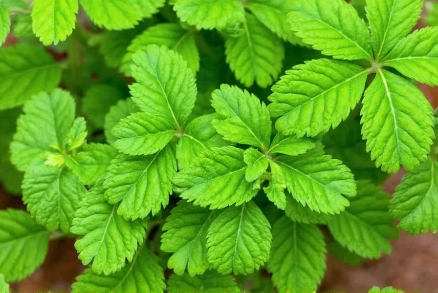 Coriander plant growing in garden bed showing distinctive leaves and flower umbels