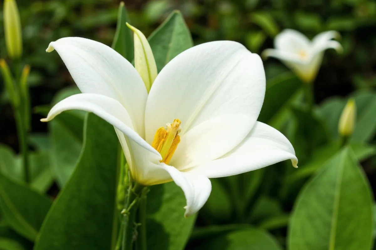 can you plant peace lilies outside