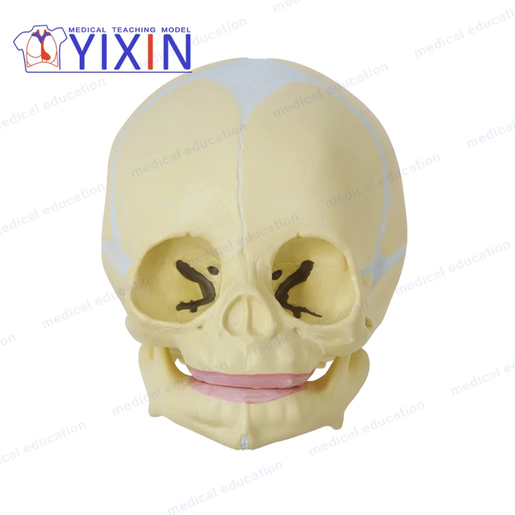 
Fetal cranial model baby skull fetal skull human skull medicine 