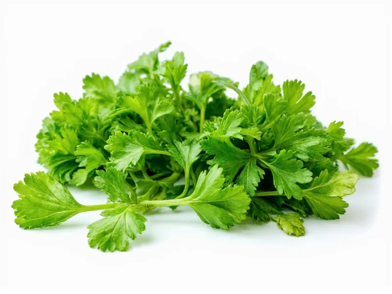 Parsley vs Cilantro: Key Differences Explained