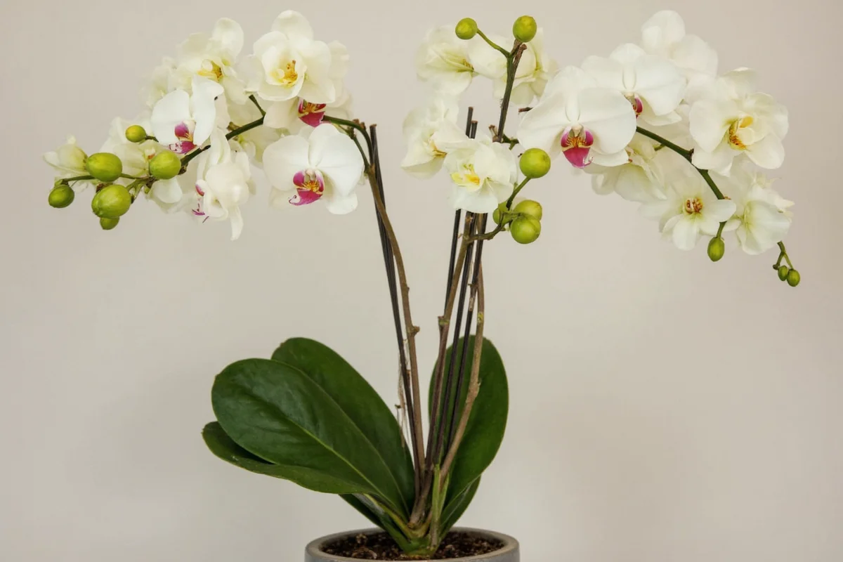 how to take care of orchid plant