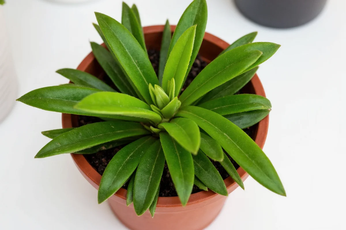 how to plant a jade plant cutting