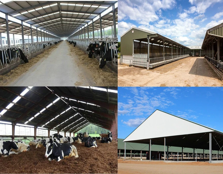 Professional Easy Install Prefabricated Cattle Farming Barn Cow Hangar