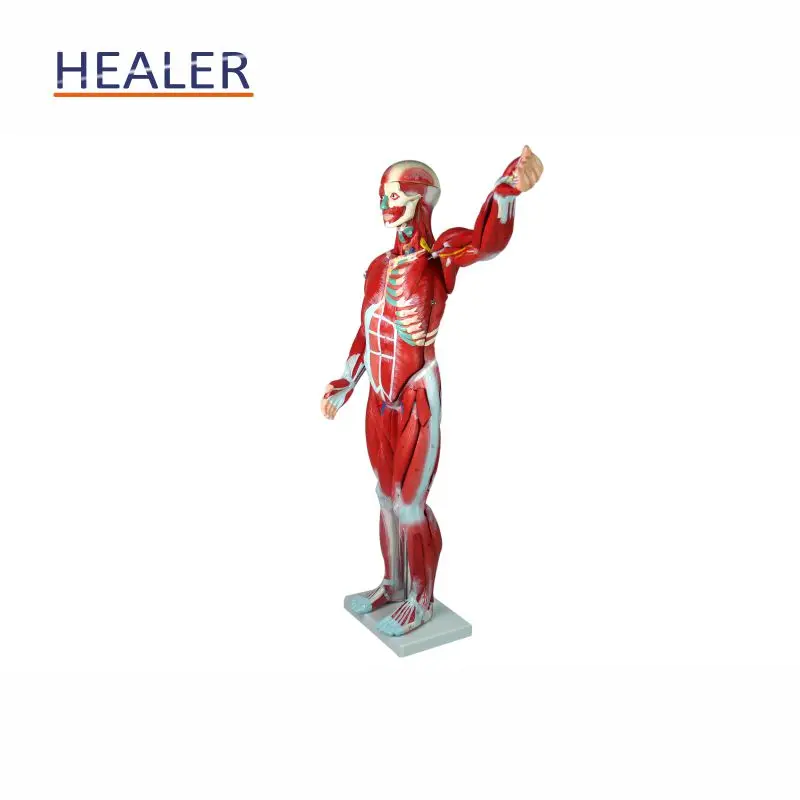 Anatomical Human Body Muscle Dissection Model - Healermed