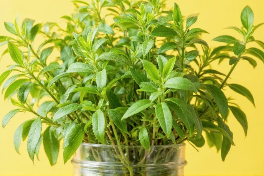 Dishes Using Summer Savory