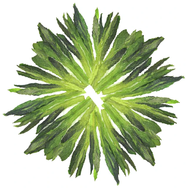 Taiping Hou Kui Green Tea/ peaceful monkey leader tea - 4uTea | 4uTea.com